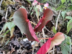 Begonia fissistyla, photograph Rafael Medina, CC BY, iNaturalist via GBIF