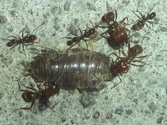 Pheidole