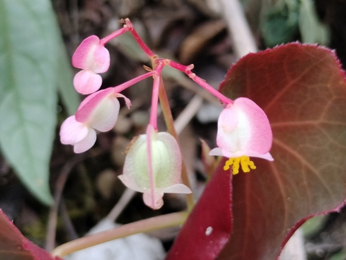 Begonia fissistyla, photograph 4