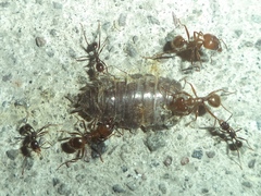 Pheidole