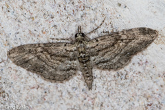 Eupithecia longidens