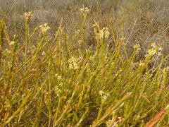 Struthiola confusa