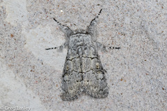 Charadra dispulsa