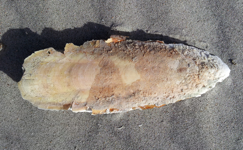 Ascarosepion apama