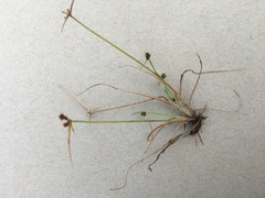 Cyperus teneristolon