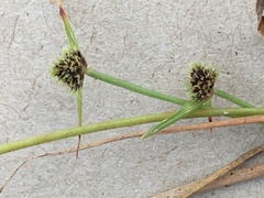 Cyperus teneristolon