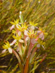 Struthiola confusa