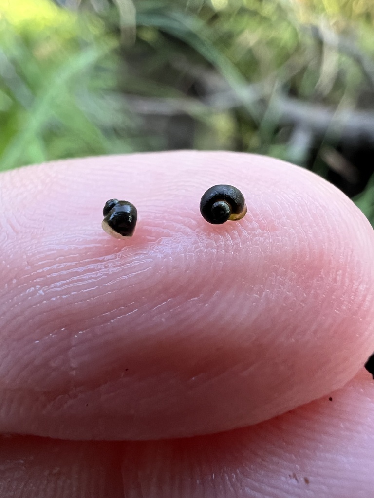 Willow Creek Pebblesnail