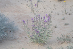 Astragalus magdalenae