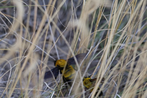 Morrison's Bumble Bee photographed in South Dakota