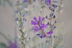 Astragalus magdalenae