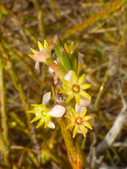 Struthiola confusa