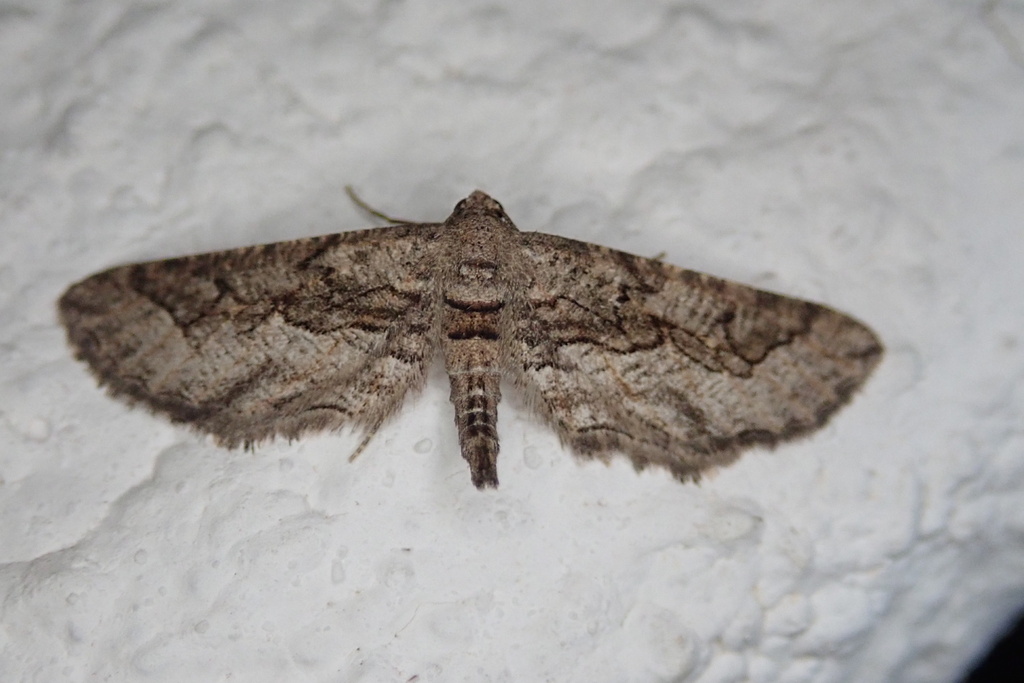 Hebdomophruda sculpta