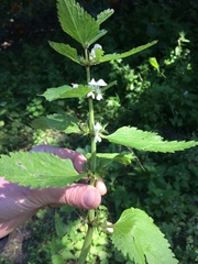Lamium moschatum