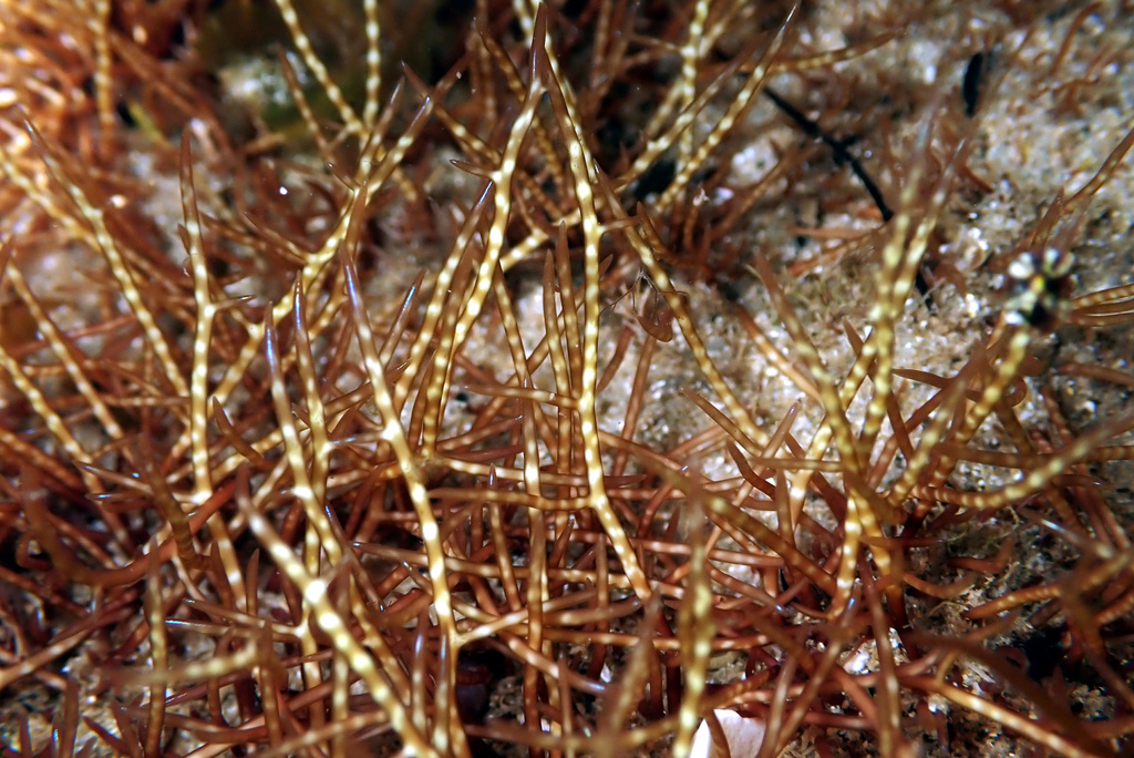 Gigartina brachiata