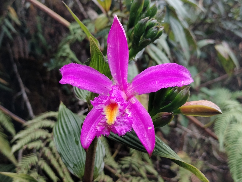 Sobralia boliviensis
