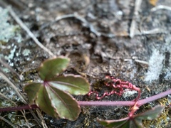 Tetrastigma obtectum glabrum
