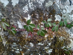 Tetrastigma obtectum glabrum