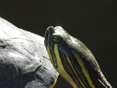 Trachemys venusta venusta