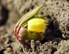 Gymnospermium odessanum