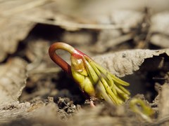 Gymnospermium odessanum