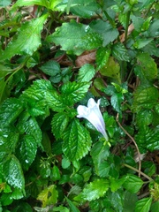 Strobilanthes rankanensis