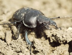Lethrus apterus