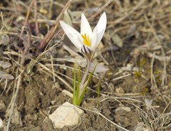Crocus reticulatus