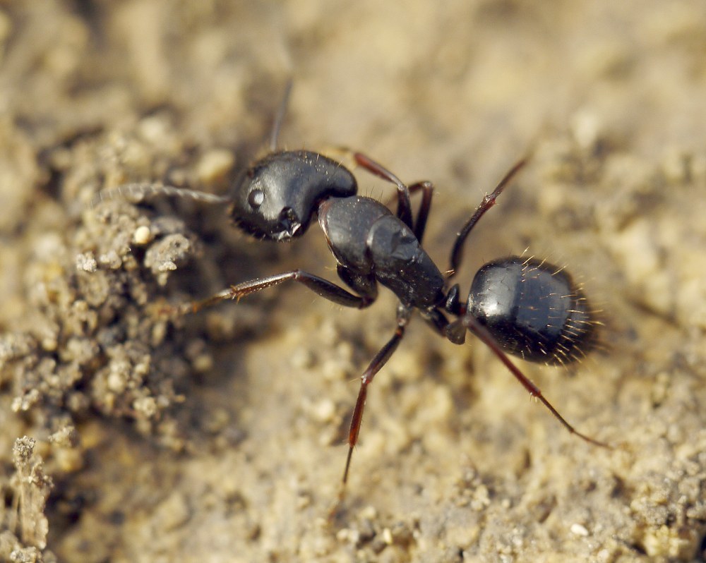 Camponotus aethiops