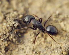 Camponotus aethiops