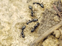 Camponotus aethiops