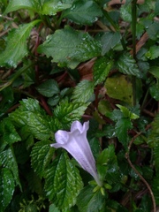 Strobilanthes rankanensis