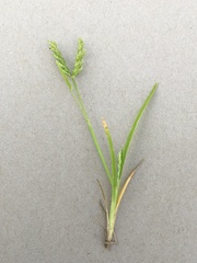 Eleusine coracana
