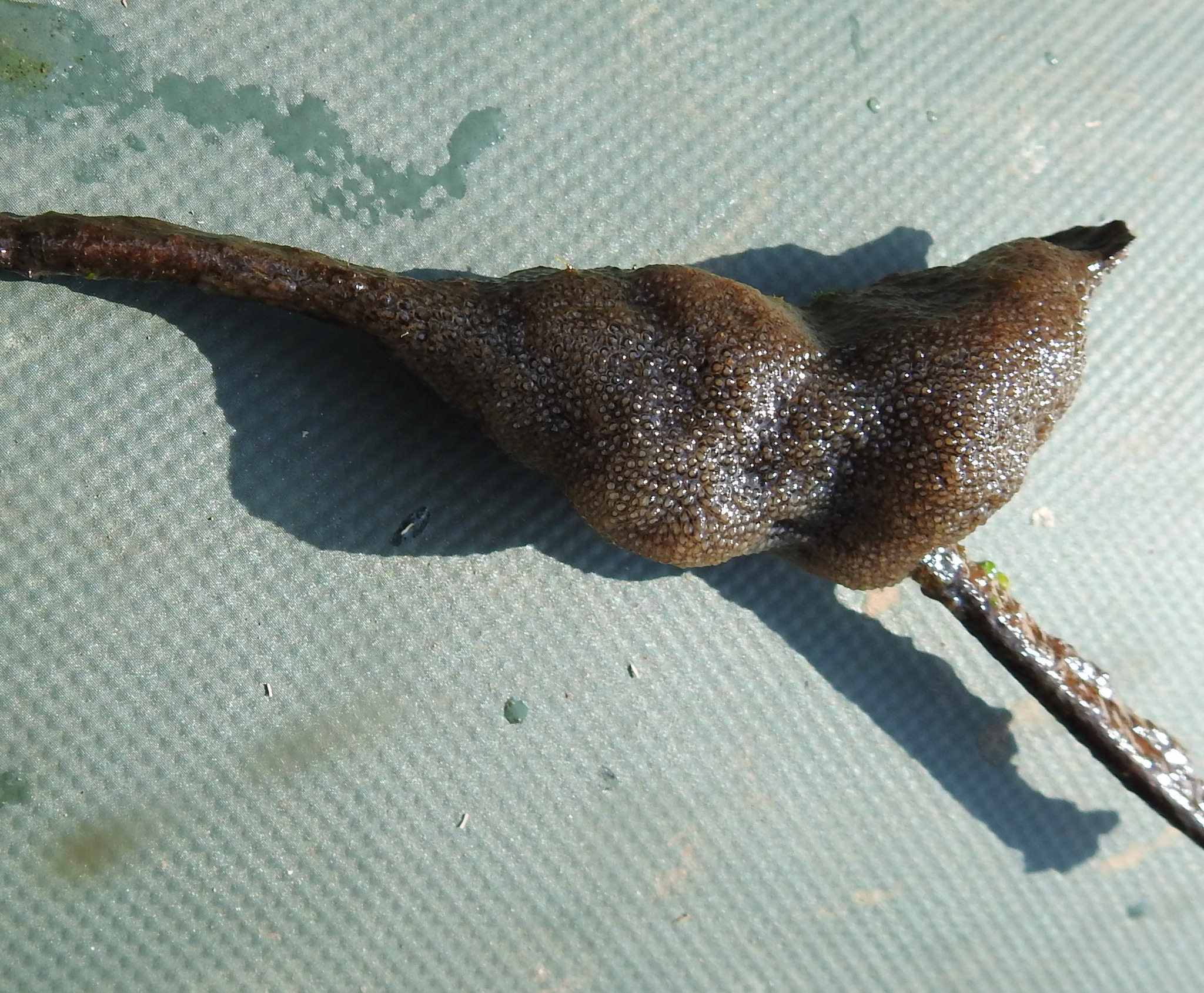 Plumatella fungosa (Pallas, 1768)