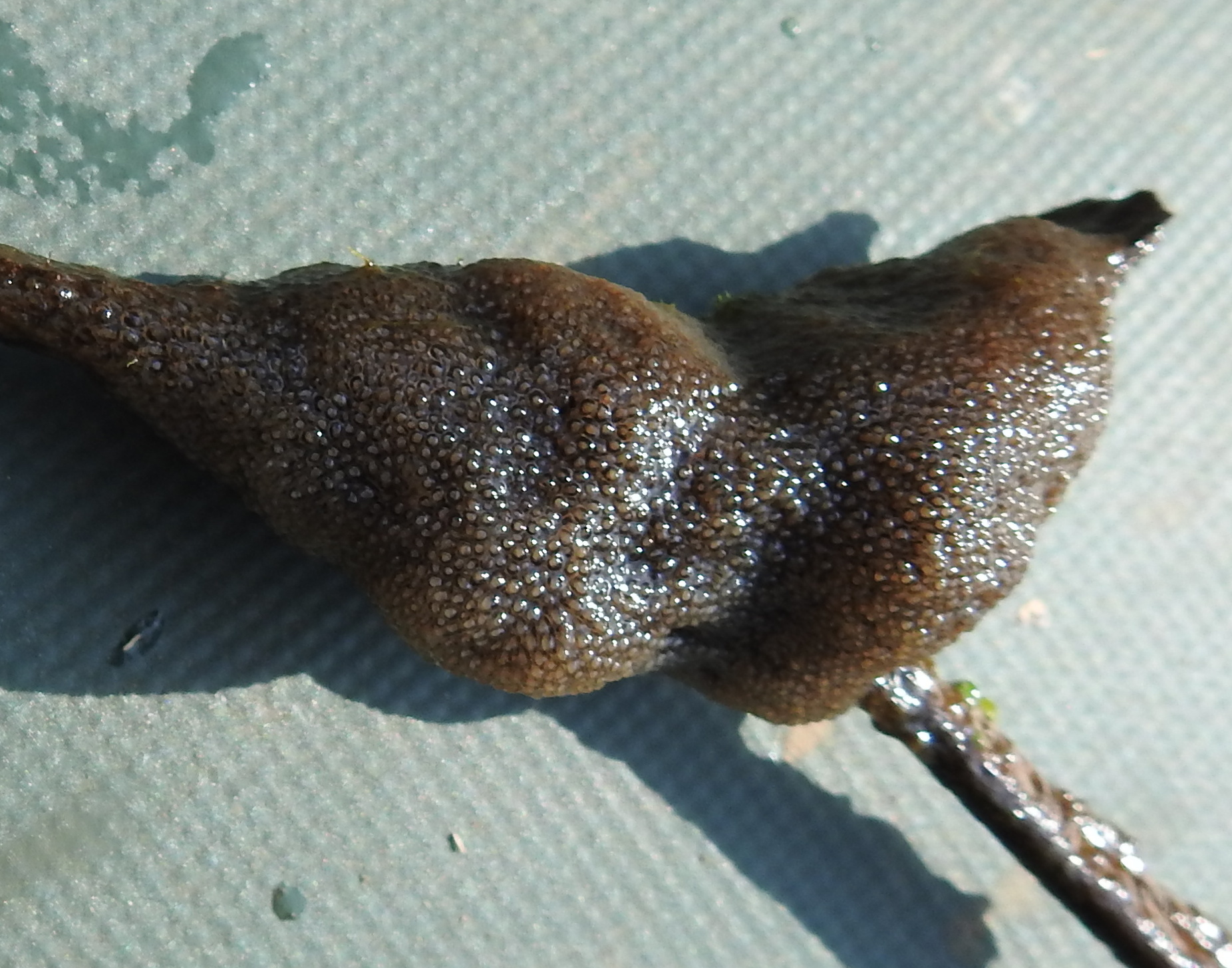 Plumatella fungosa (Pallas, 1768)