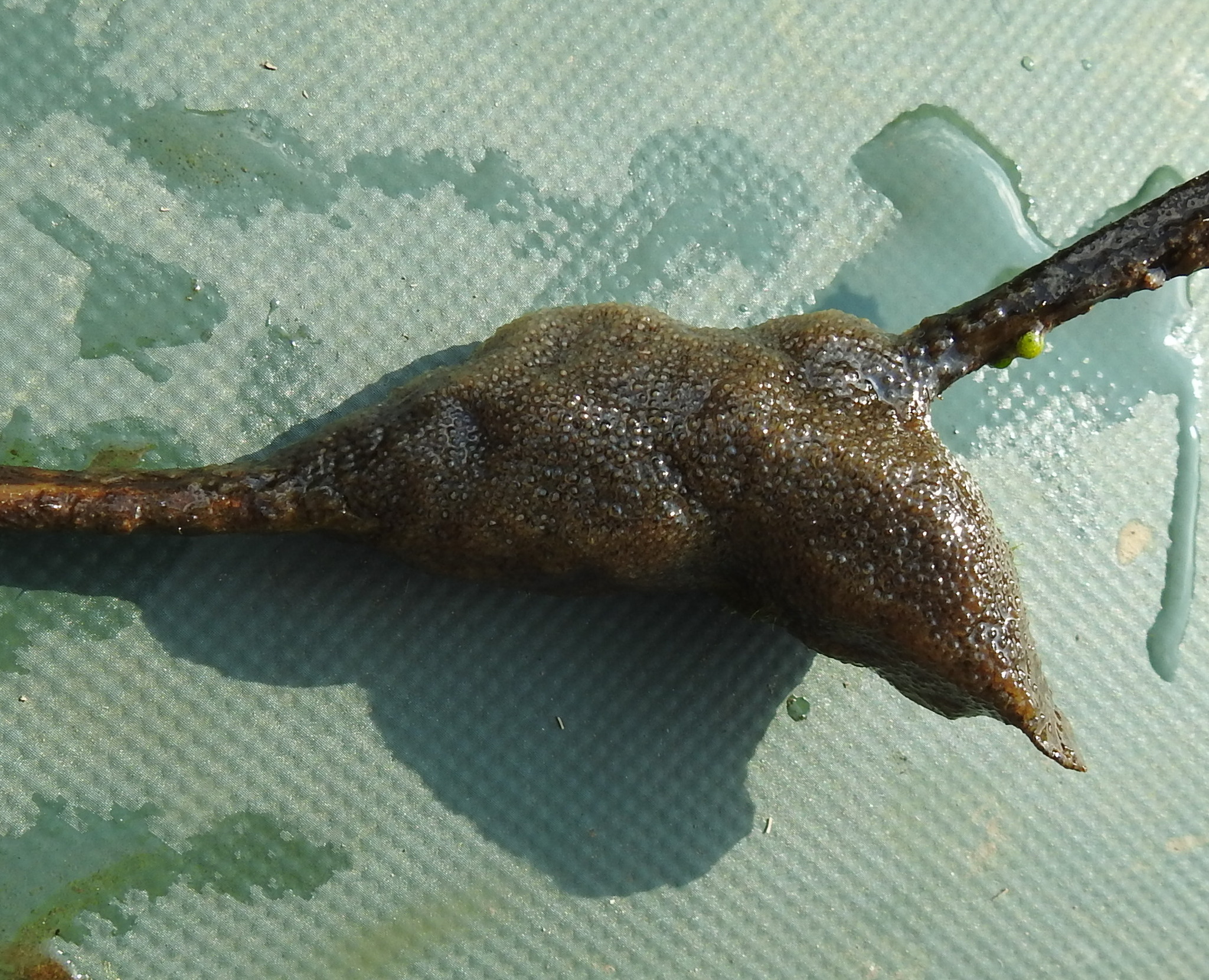 Plumatella fungosa (Pallas, 1768)