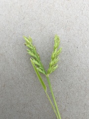 Eleusine coracana