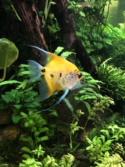 Pterophyllum