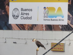 Caracara plancus