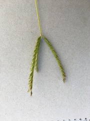 Eleusine coracana