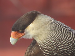 Caracara plancus