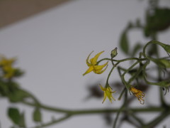 Solanum lycopersicum