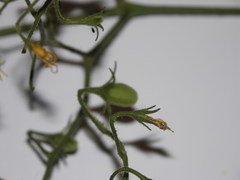 Solanum lycopersicum