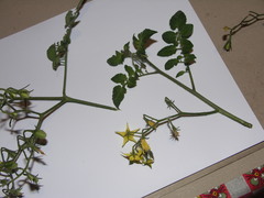 Solanum lycopersicum