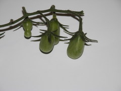 Solanum lycopersicum