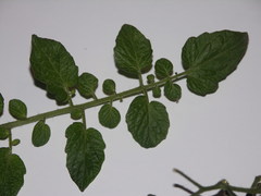 Solanum lycopersicum