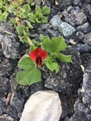 Lotus tetragonolobus