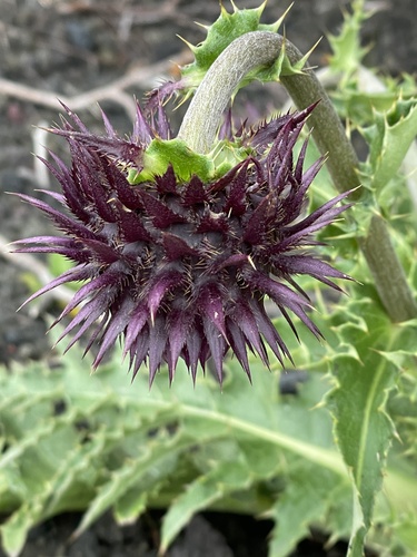 Cirsium purpuratum, photograph 6