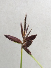 Cyperus macranthus