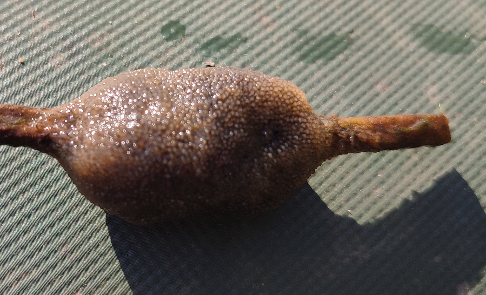 Plumatella fungosa (Pallas, 1768)